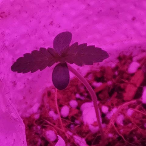Athenas growlog timeline photo