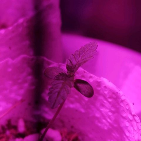 Sofia growlog timeline photo