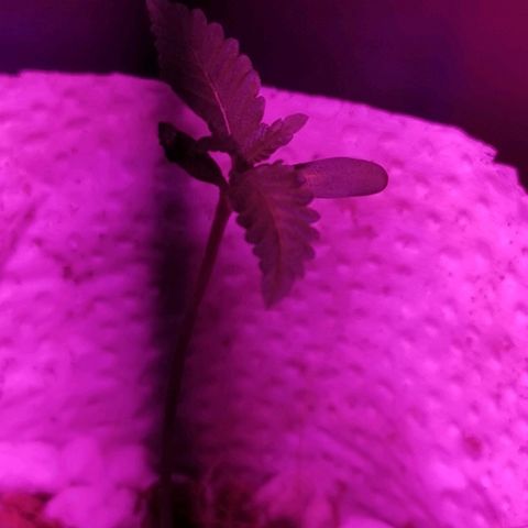 Lis growlog timeline photo
