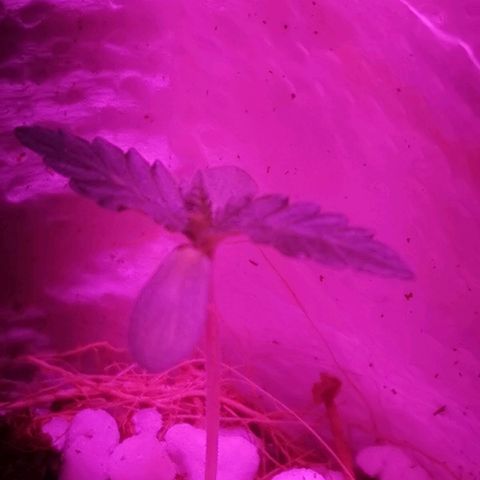 Athenas growlog timeline photo