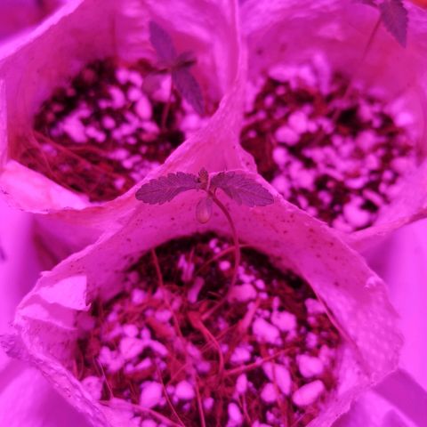 Sofia growlog timeline photo