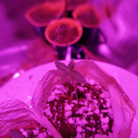Lis growlog timeline photo