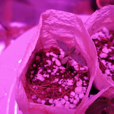 Athenas growlog timeline photo
