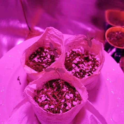 Sofia growlog timeline photo