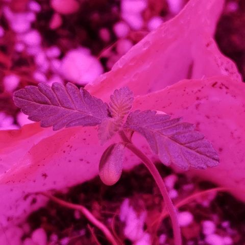 Sofia growlog timeline photo
