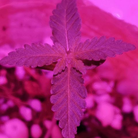 Lis growlog timeline photo