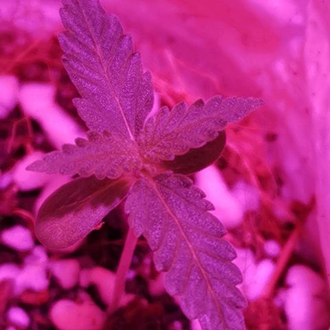 Athenas growlog timeline photo