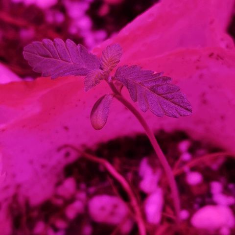 Sofia growlog photo: 2 semanas de vegetativo