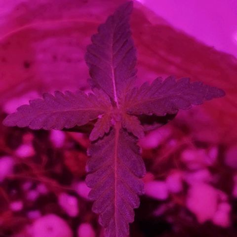 Lis growlog photo: 2 semanas de vegetativo
