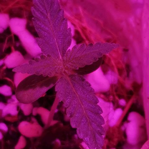 Athenas growlog photo: 2 semanas de vegetativo