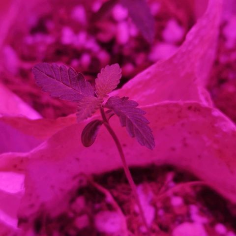 Sofia growlog timeline photo