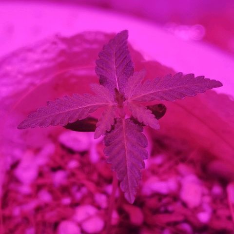 Lis growlog timeline photo