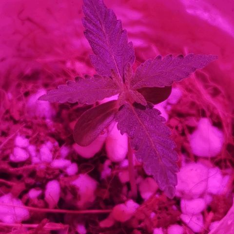 Athenas growlog timeline photo
