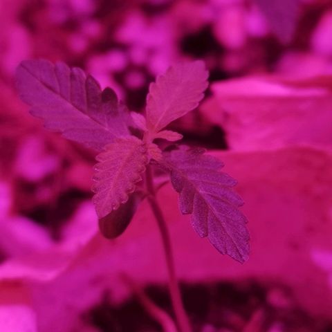 Sofia growlog timeline photo