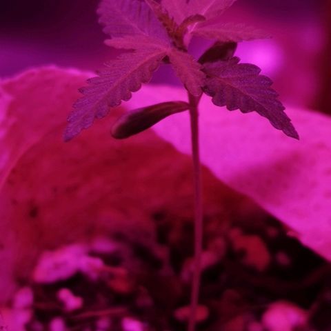 Lis growlog timeline photo