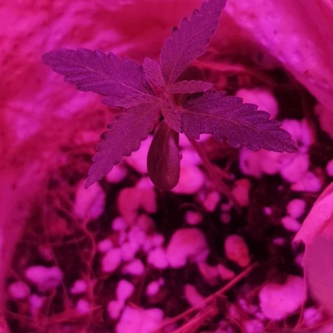 Athenas growlog timeline photo