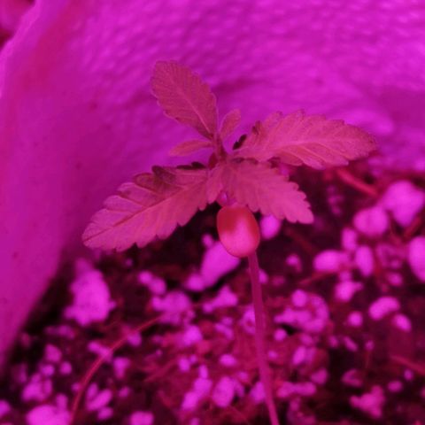 Sofia growlog timeline photo