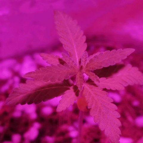 Lis growlog timeline photo