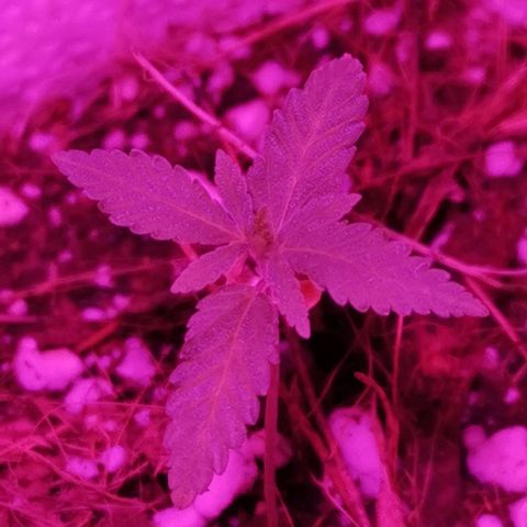 Athenas growlog timeline photo