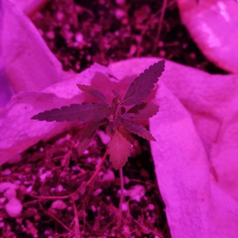Sofia growlog timeline photo