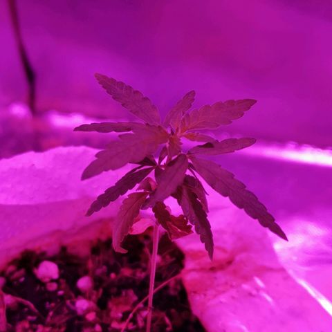 Lis growlog timeline photo