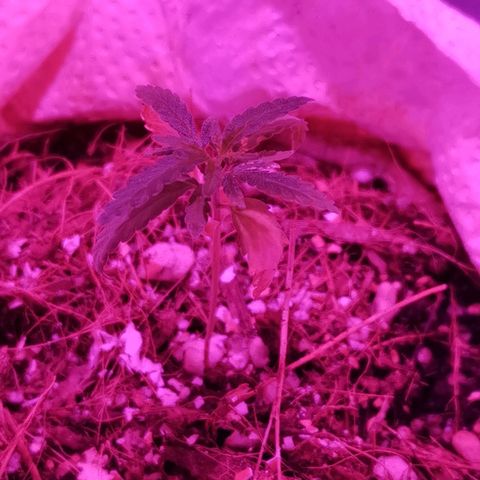 Athenas growlog timeline photo