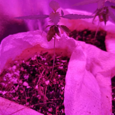 Sofia growlog timeline photo