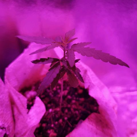 Lis growlog timeline photo