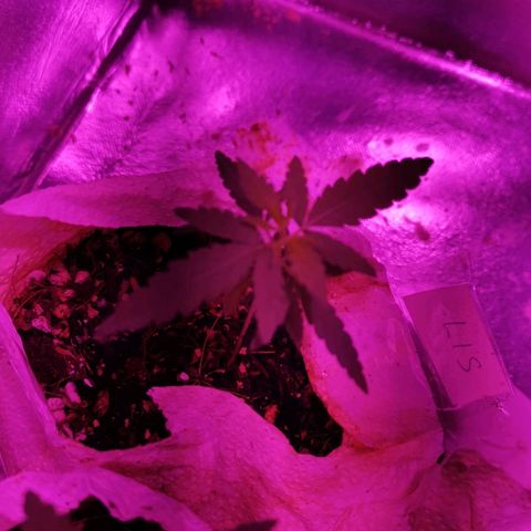Lis growlog timeline photo