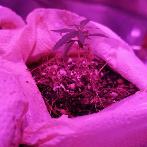 Athenas growlog timeline photo