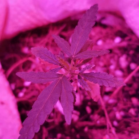 Athenas growlog timeline photo