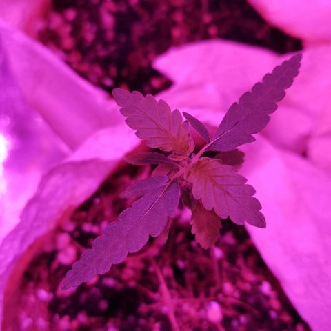 Sofia growlog timeline photo