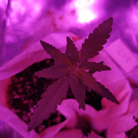 Lis growlog timeline photo