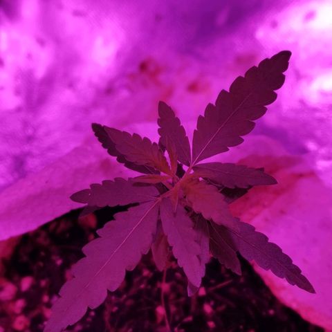 Lis growlog timeline photo