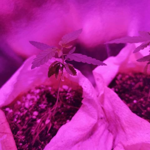 Sofia growlog timeline photo
