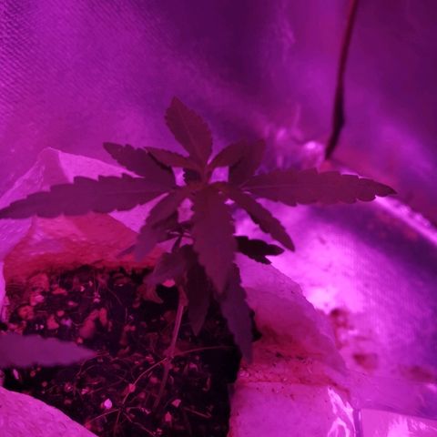Lis growlog timeline photo
