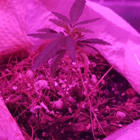 Athenas growlog timeline photo
