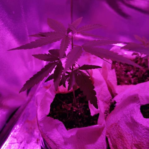 Lis growlog timeline photo
