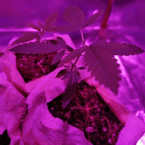 Sofia growlog timeline photo