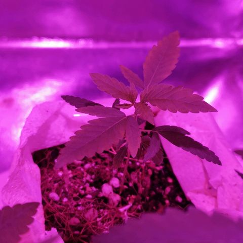 Athenas growlog timeline photo