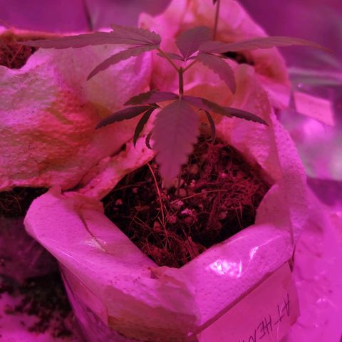 Athenas growlog timeline photo