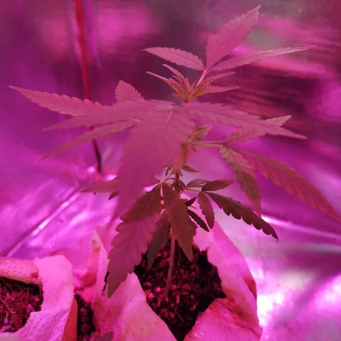 Lis growlog timeline photo