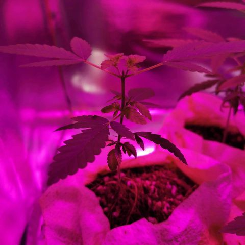 Sofia growlog timeline photo
