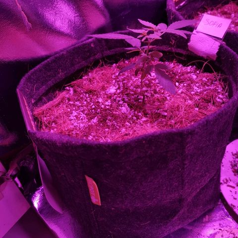Sofia growlog timeline photo