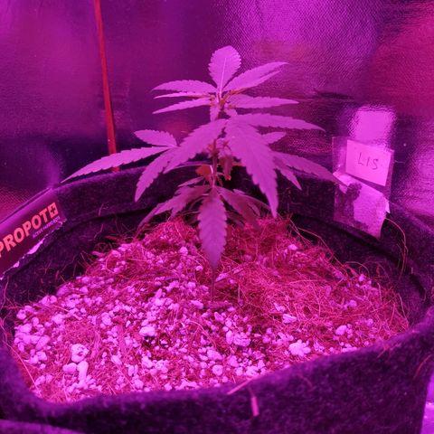 Lis growlog timeline photo