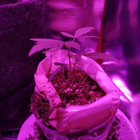 Athenas growlog timeline photo