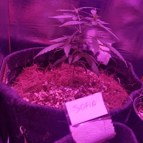 Lis growlog timeline photo
