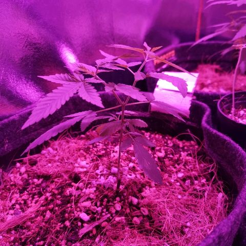 Sofia growlog timeline photo