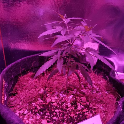 Lis growlog timeline photo