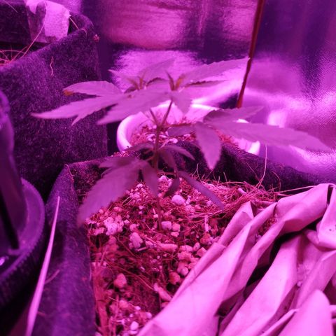 Athenas growlog timeline photo